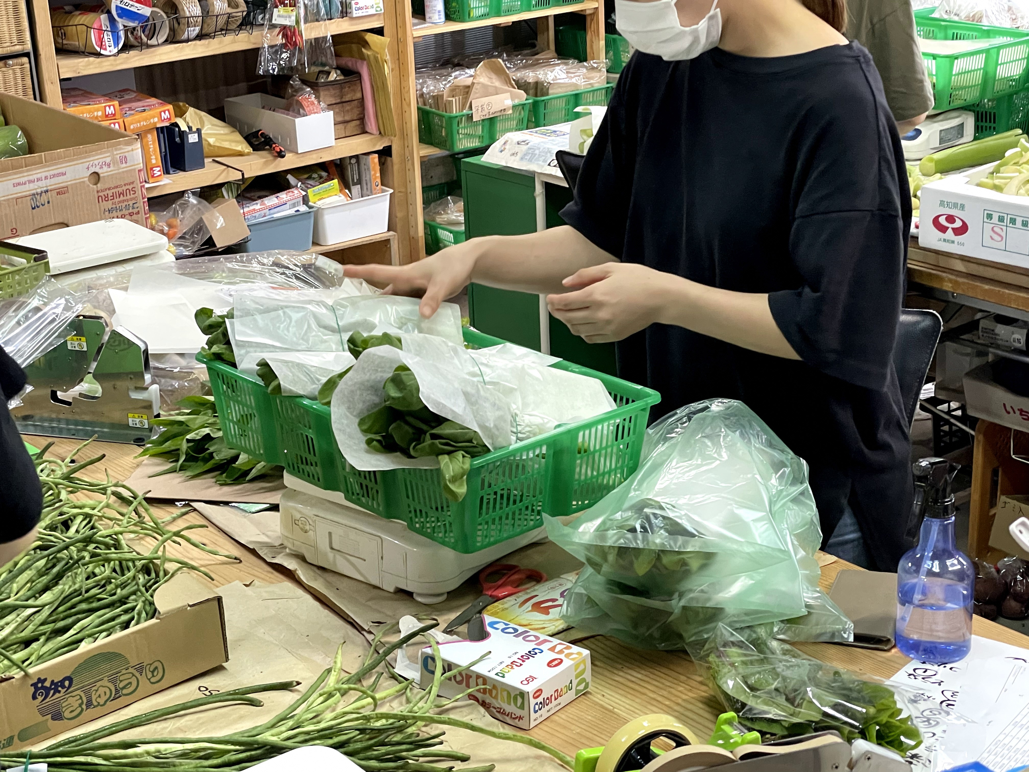 【須崎市】自然に触れ合いながら農作業&野菜の発送作業！初めての方にも丁寧に教えます♪【ワーキングホリデー】